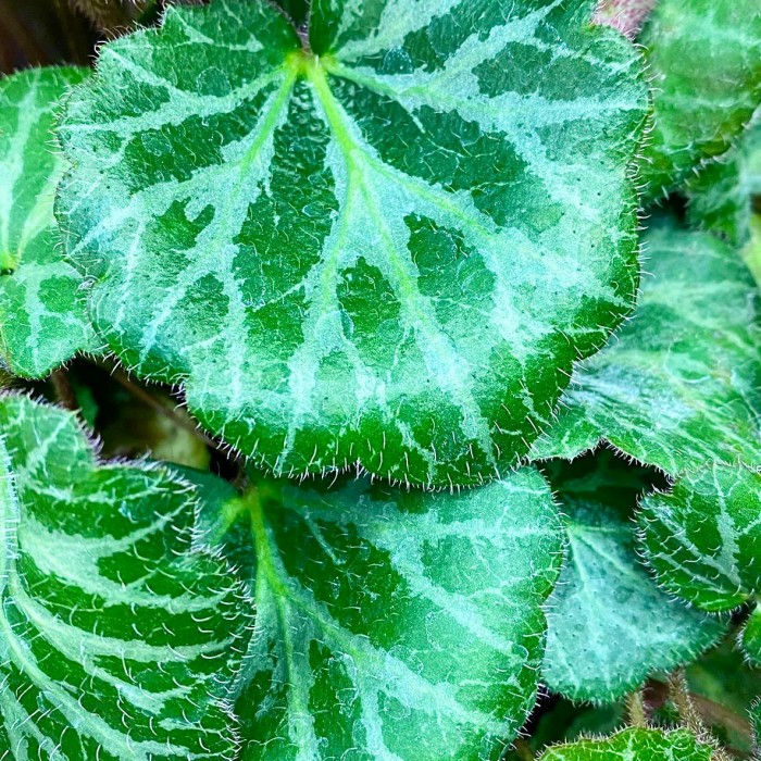 Камнеломка плетеносная