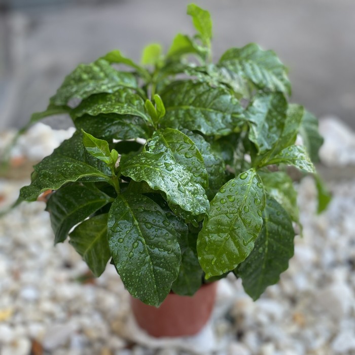 Кофейное дерево / Кофе