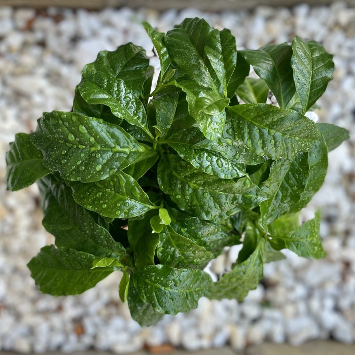 Кофейное дерево / Кофе