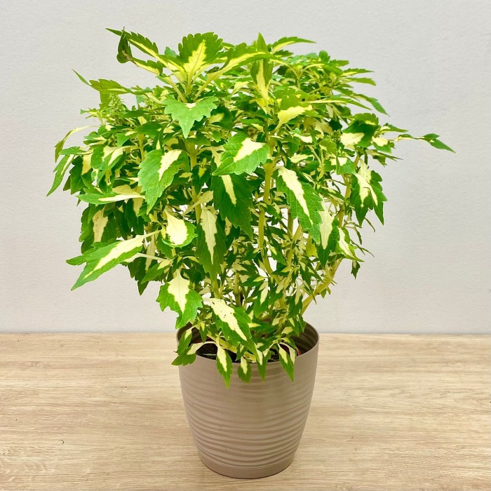 Колеус Alligator Tears