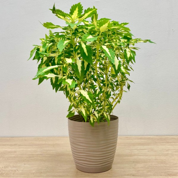 Колеус Alligator Tears