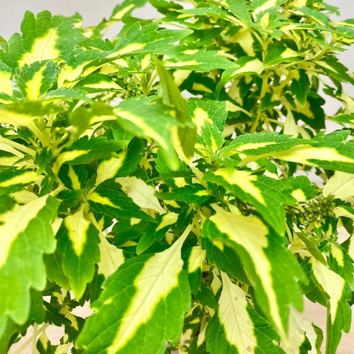 Колеус Alligator Tears