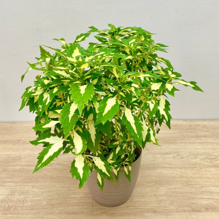 Колеус Alligator Tears