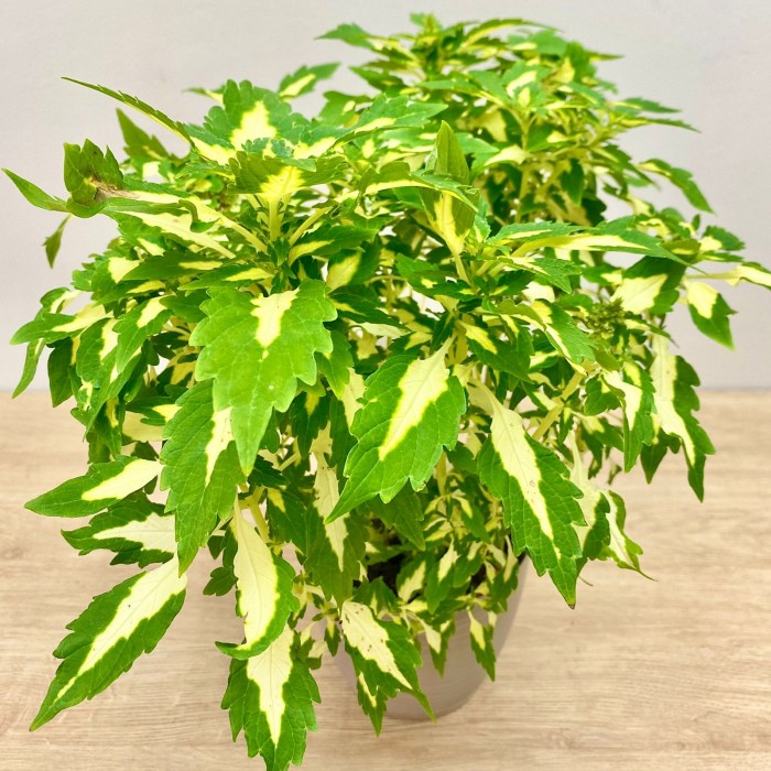 Колеус Alligator Tears