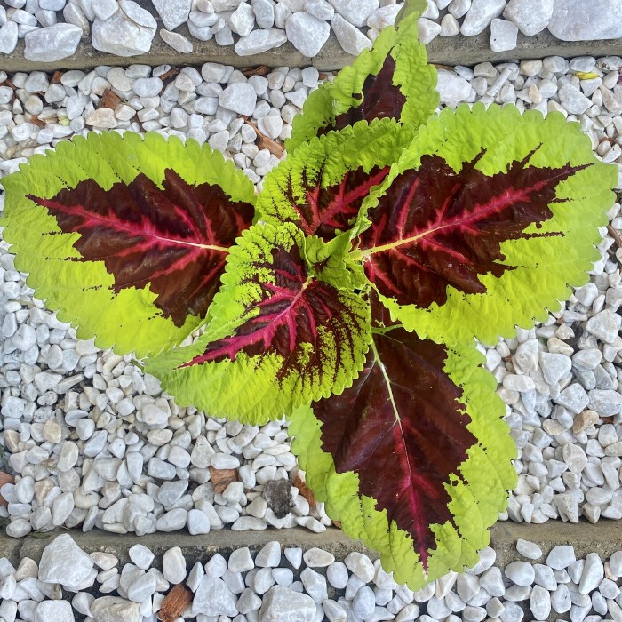 Колеус Блюма