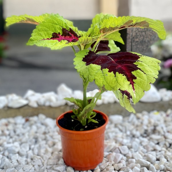 Колеус Блюма