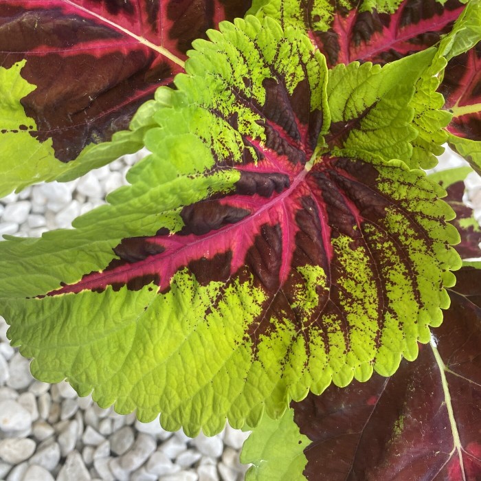 Колеус Блюма