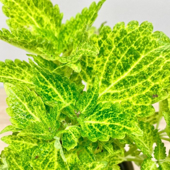 Колеус Electric Lime