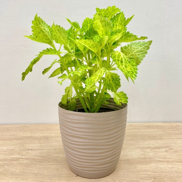 Колеус Electric Lime