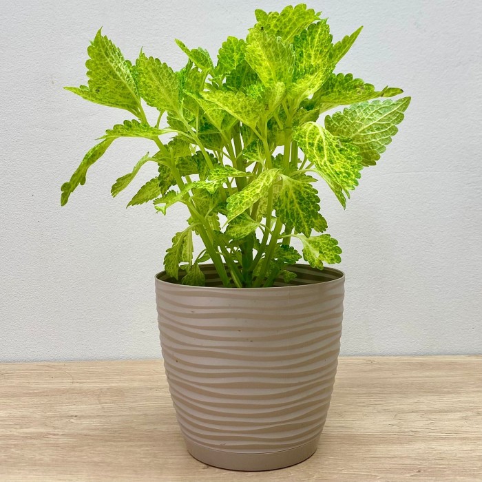 Колеус Electric Lime