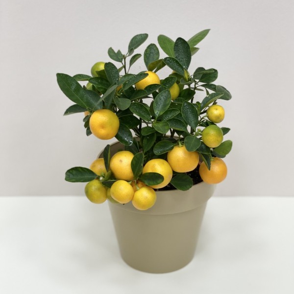 Каламондин цитрус