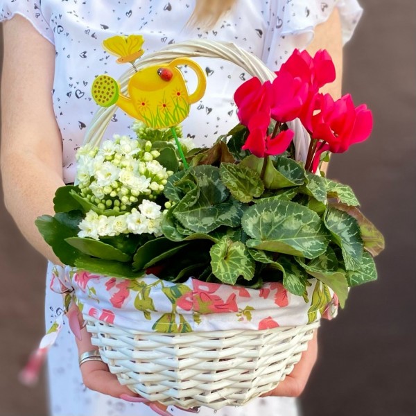 Композиция с цикламеном и каланхоэ в корзине