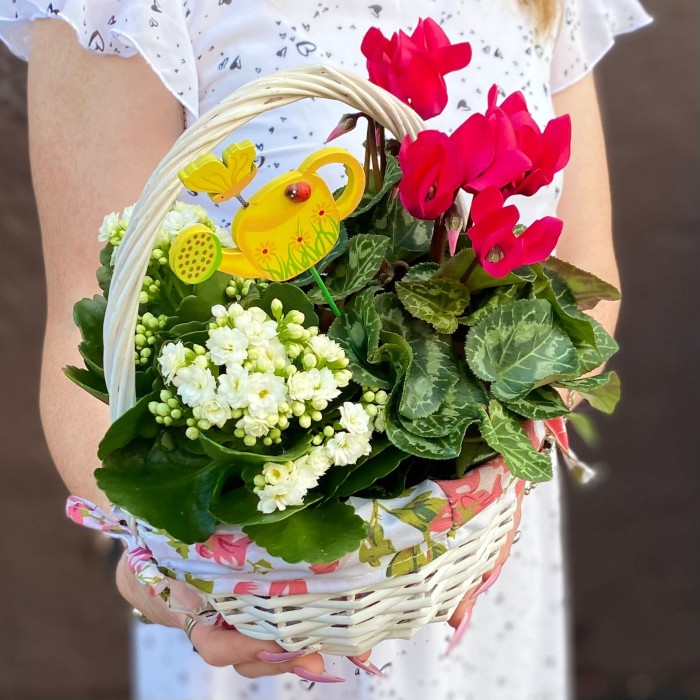 Композиция с цикламеном и каланхоэ в корзине