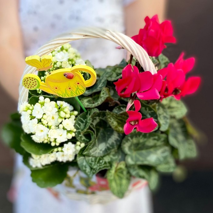 Композиция с цикламеном и каланхоэ в корзине