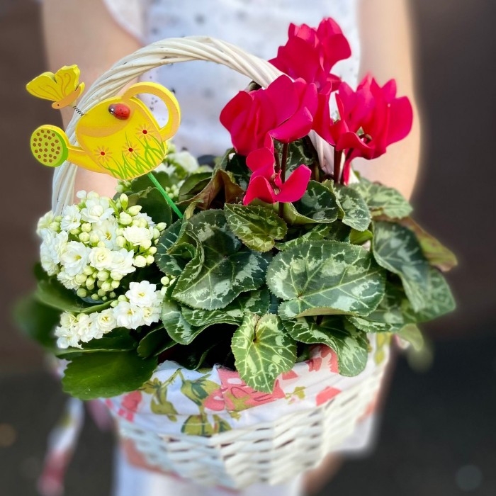 Композиция с цикламеном и каланхоэ в корзине