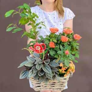 Композиция с фикусом Бенджамина