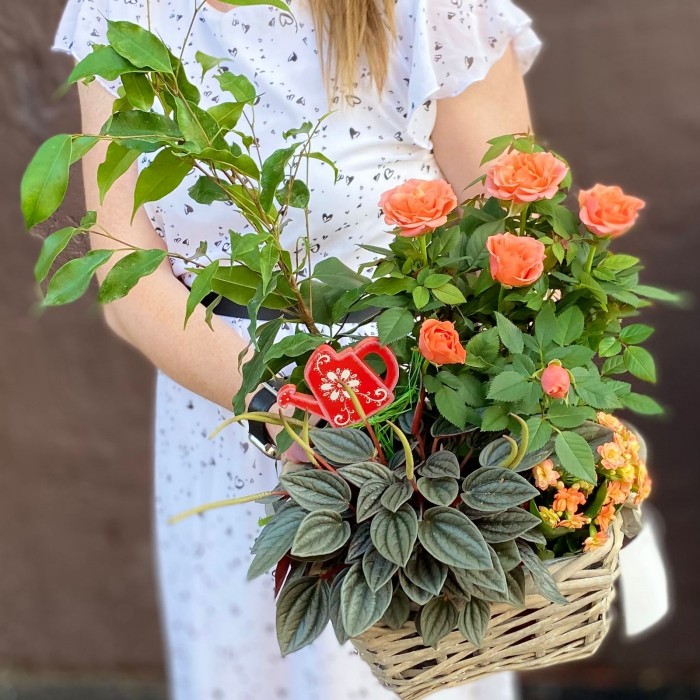 Композиция с фикусом Бенджамина