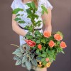Композиция с фикусом Бенджамина