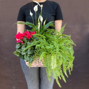 Композиция с нефролеписом