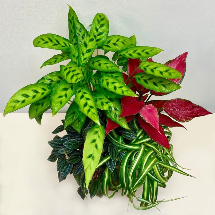 Композиция в квадратном горшке с аглаонемой