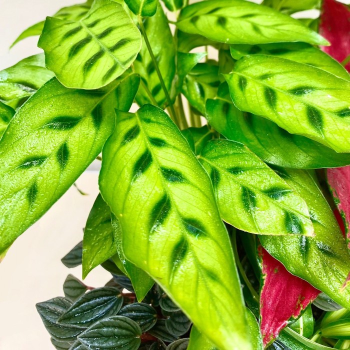 Композиция в квадратном горшке с аглаонемой