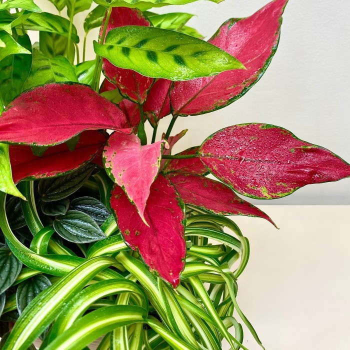 Композиция в квадратном горшке с аглаонемой