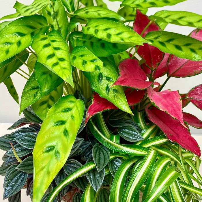 Композиция в квадратном горшке с аглаонемой