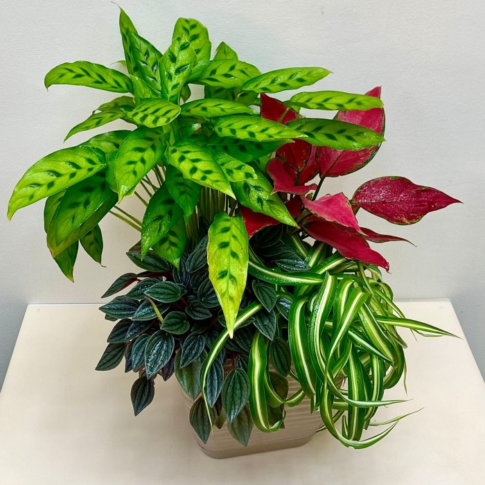 Композиция в квадратном горшке с аглаонемой