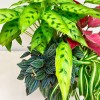 Композиция в квадратном горшке с аглаонемой