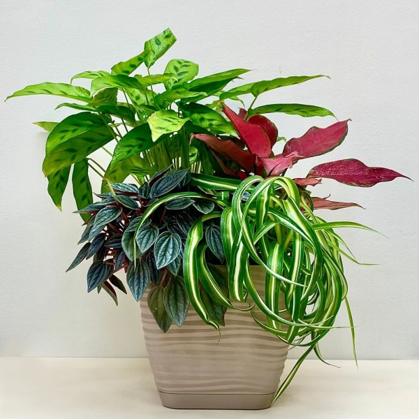 Композиция в квадратном горшке с аглаонемой