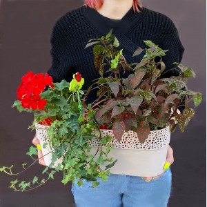 Композиция с геранью и хедерой в пластмассовом кашпо