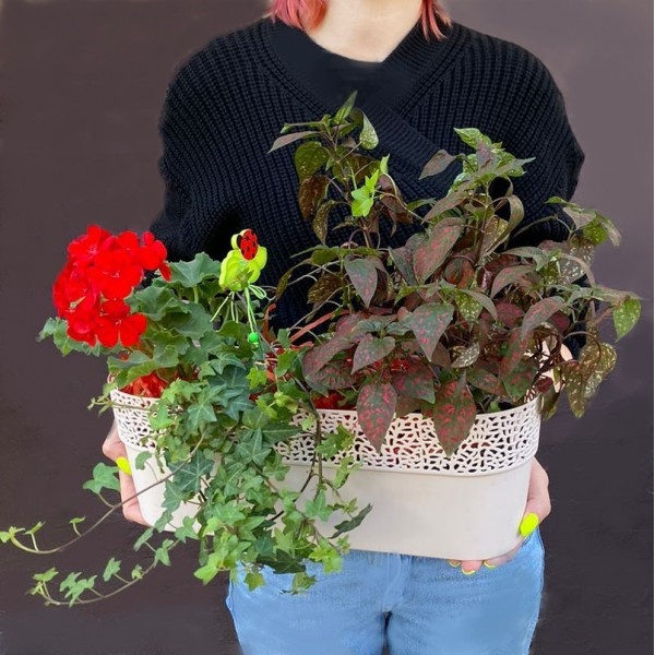 Композиция с геранью и хедерой в пластмассовом кашпо