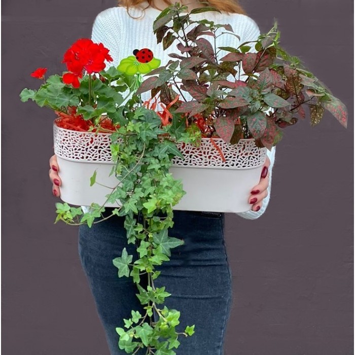 Композиция с геранью и хедерой в пластмассовом кашпо