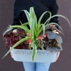 Композиция с хлорофитумом и бегонией в пластмассовом кашпо