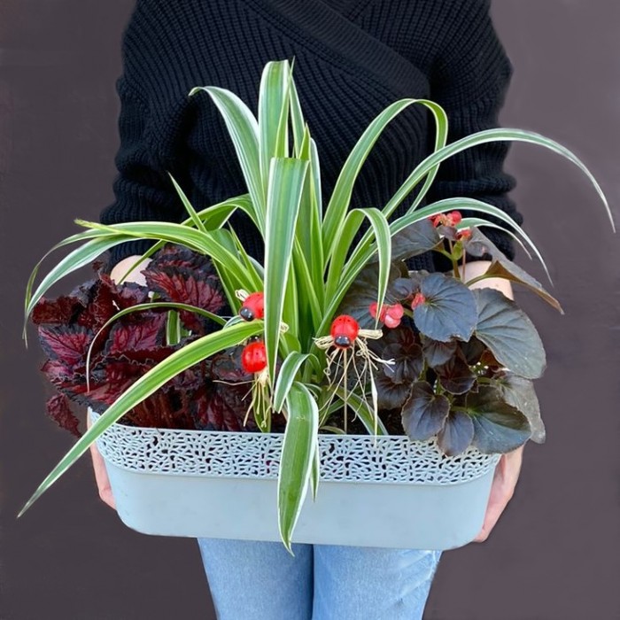 Композиция с хлорофитумом и бегонией в пластмассовом кашпо