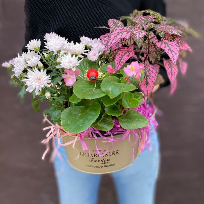 Композиция с хризантемой и бегонией в металлическом кашпо