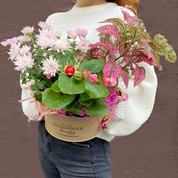 Композиция с хризантемой и бегонией в металлическом кашпо