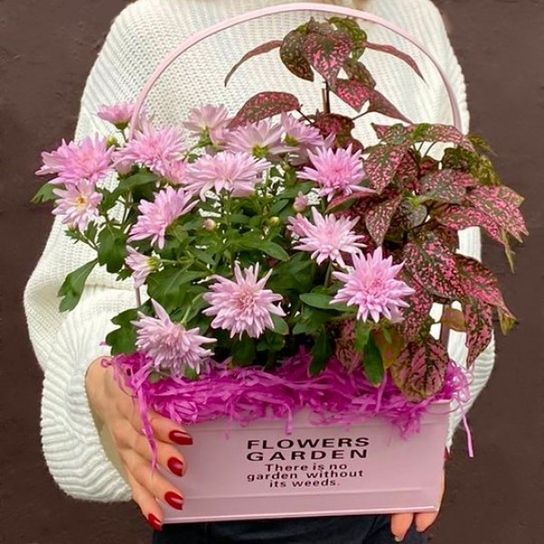 Композиция с хризантемой и гипоэстесом в металлическом кашпо