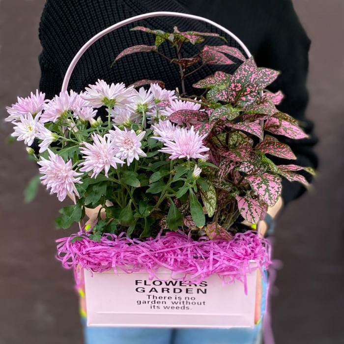 Композиция с хризантемой и гипоэстесом в металлическом кашпо