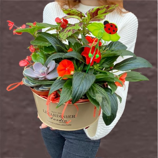 Композиция с бальзамином и суккулентом в металлическом кашпо