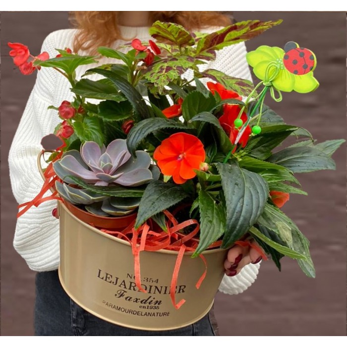 Композиция с бальзамином и суккулентом в металлическом кашпо