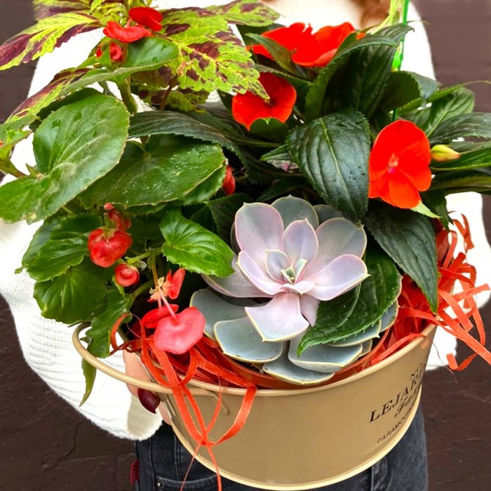 Композиция с бальзамином и суккулентом в металлическом кашпо