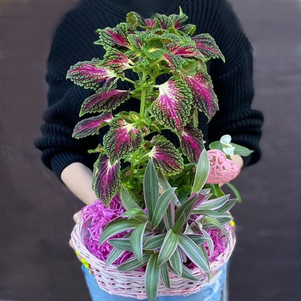 Композиция с традесканцией и колеусом в корзине