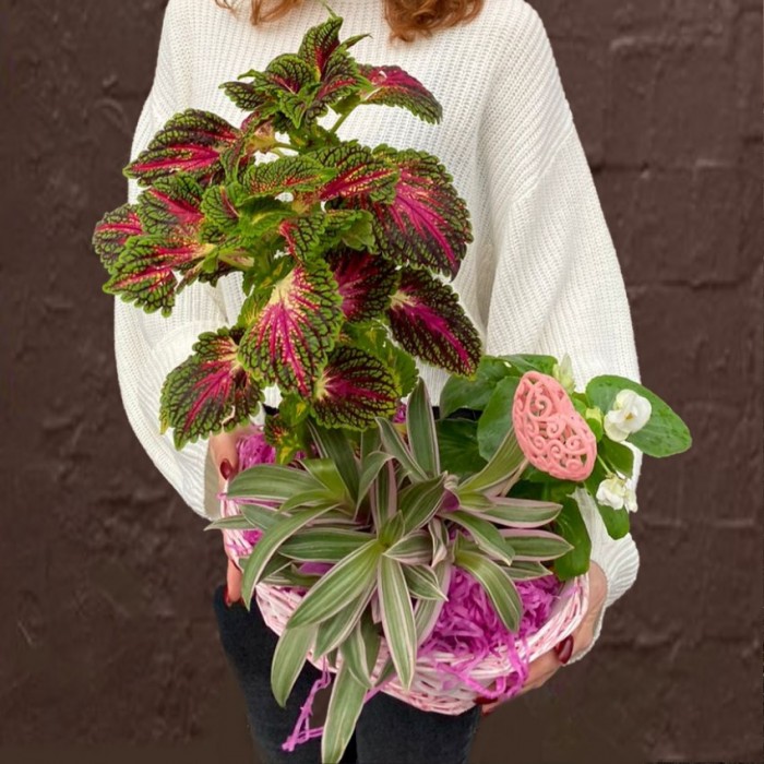 Композиция с традесканцией и колеусом в корзине