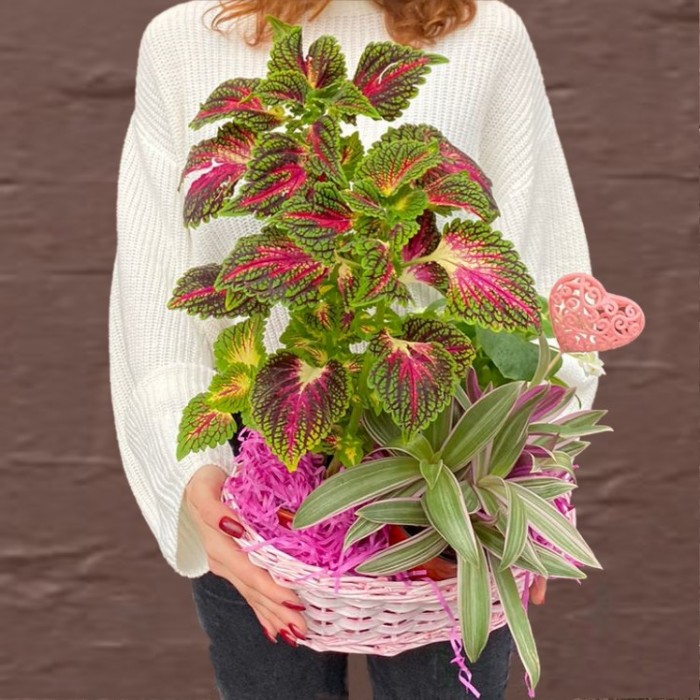 Композиция с традесканцией и колеусом в корзине