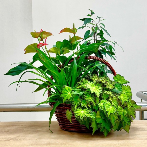 Корзина с антуриумом
