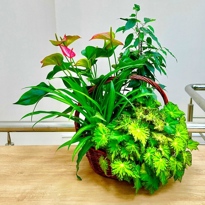 Корзина с антуриумом