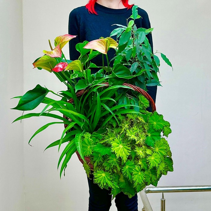 Корзина с антуриумом