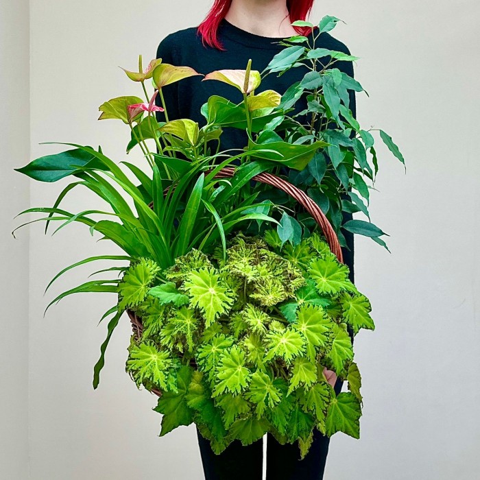 Корзина с антуриумом