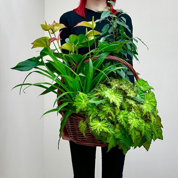 Корзина с антуриумом